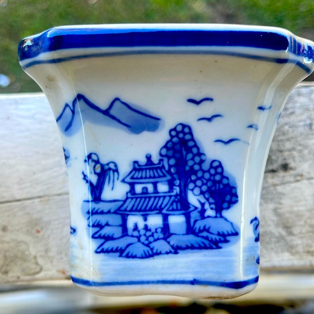 Blue and white small bonsai